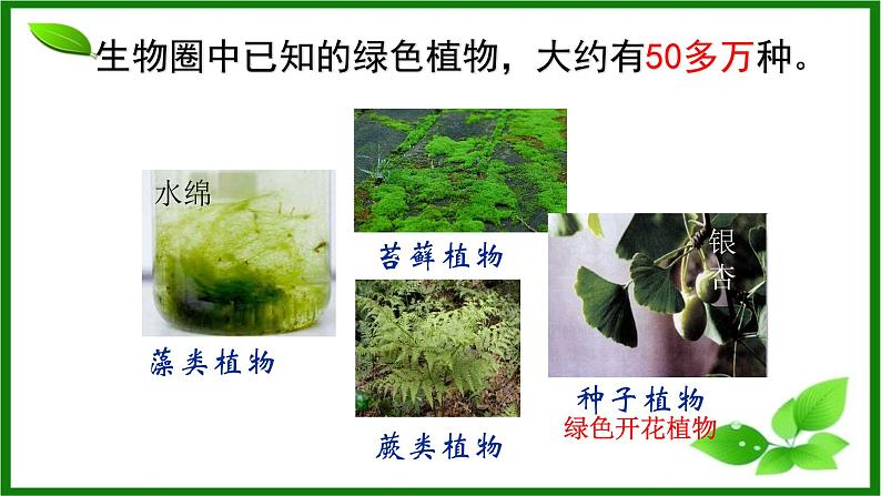 人教版生物七年级上册2.1.1《藻类、苔藓和蕨类植物》课件第3页