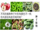 人教版生物七年级上册2.1.2《种子植物》课件