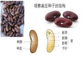 人教版生物七年级上册2.1.2《种子植物》课件