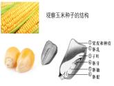 人教版生物七年级上册2.1.2《种子植物》课件