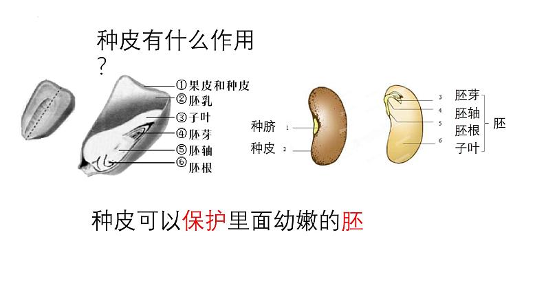 人教版生物七年级上册2.1.2《种子植物》课件04