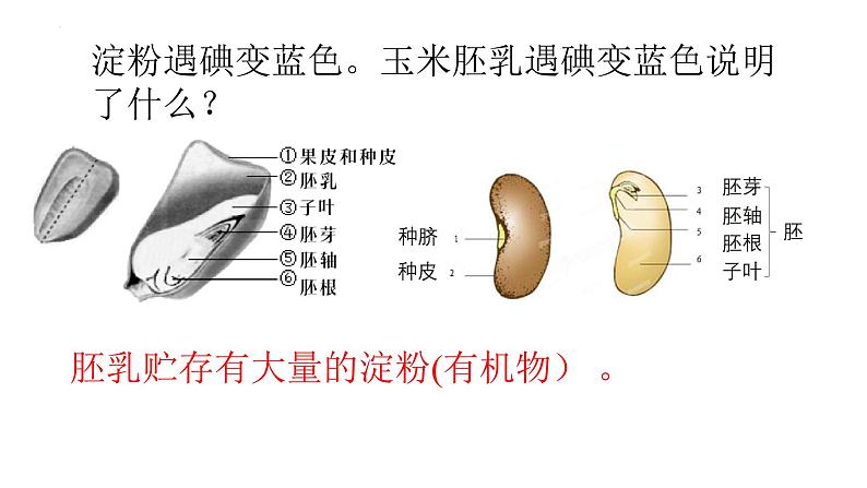 人教版生物七年级上册2.1.2《种子植物》课件05