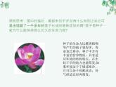 人教版生物七年级上册3.1.2《种子植物》教学课件