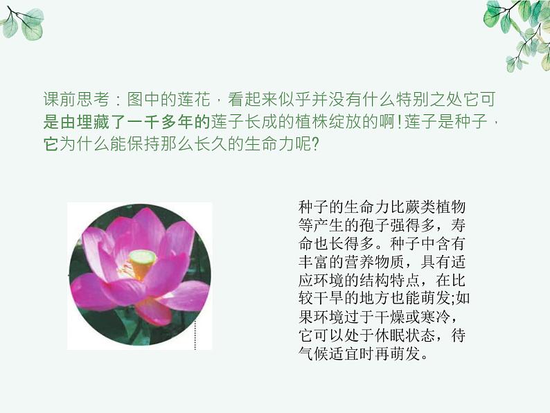 人教版生物七年级上册3.1.2《种子植物》教学课件第2页