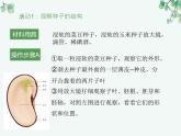 人教版生物七年级上册3.1.2《种子植物》教学课件