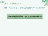 人教版生物七年级上册3.1.2《种子植物》教学课件