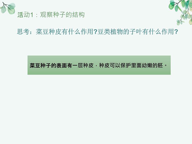 人教版生物七年级上册3.1.2《种子植物》教学课件第4页