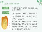 人教版生物七年级上册3.1.2《种子植物》教学课件