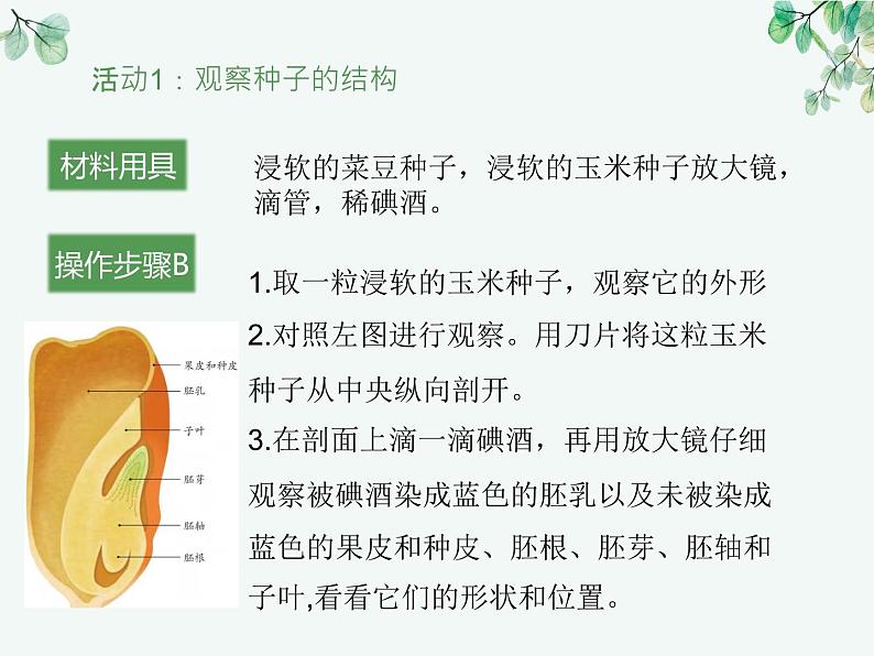 人教版生物七年级上册3.1.2《种子植物》教学课件第5页