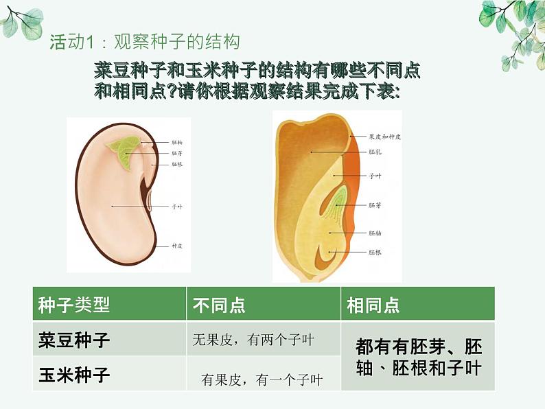 人教版生物七年级上册3.1.2《种子植物》教学课件第8页