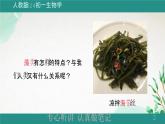 人教版生物七年级上册2.1.1《藻类、苔藓植物和蕨类植物》教学课件