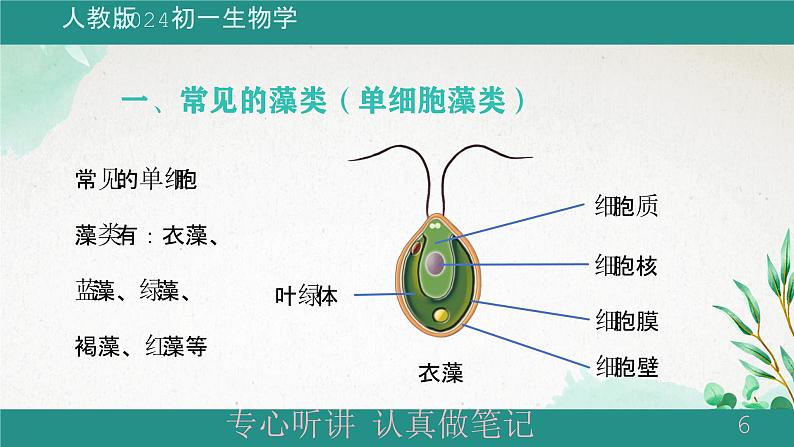 人教版生物七年级上册2.1.1《藻类、苔藓植物和蕨类植物》教学课件06