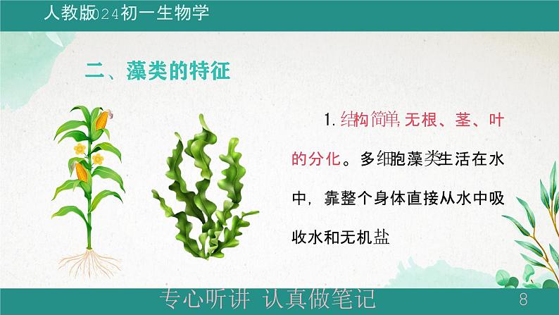 人教版生物七年级上册2.1.1《藻类、苔藓植物和蕨类植物》教学课件08