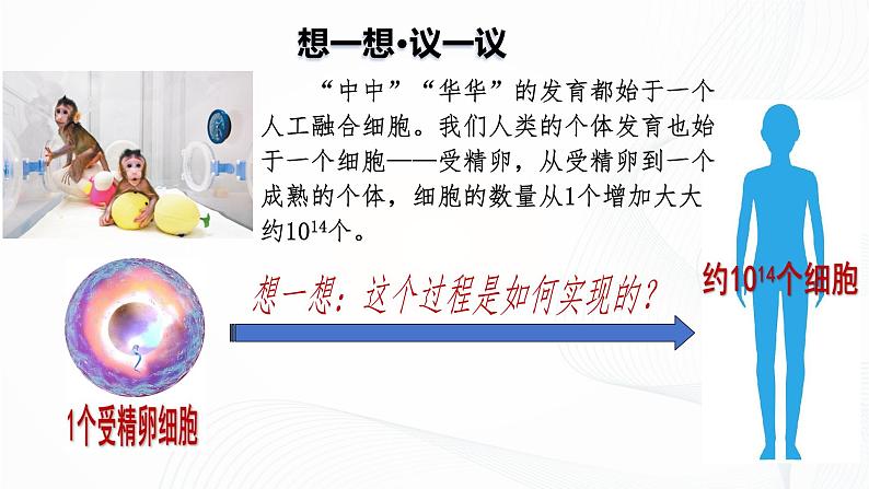 1.3.1 细胞通过分裂产生新细胞-初中生物七年级上册 同步教学课件（人教版2024）第4页