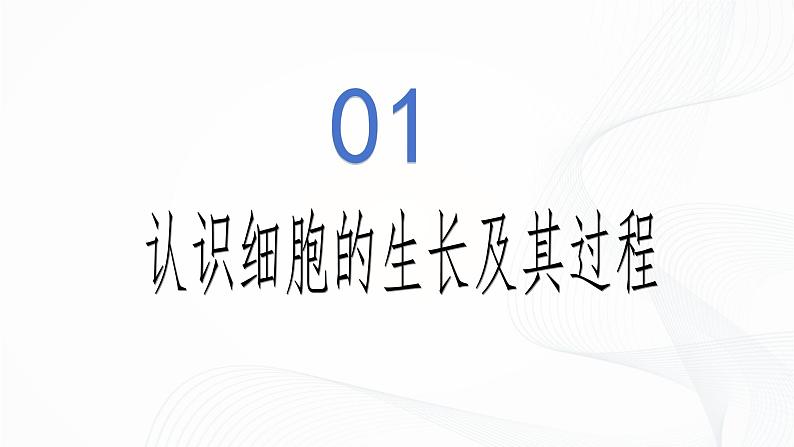 1.3.1 细胞通过分裂产生新细胞-初中生物七年级上册 同步教学课件（人教版2024）第6页