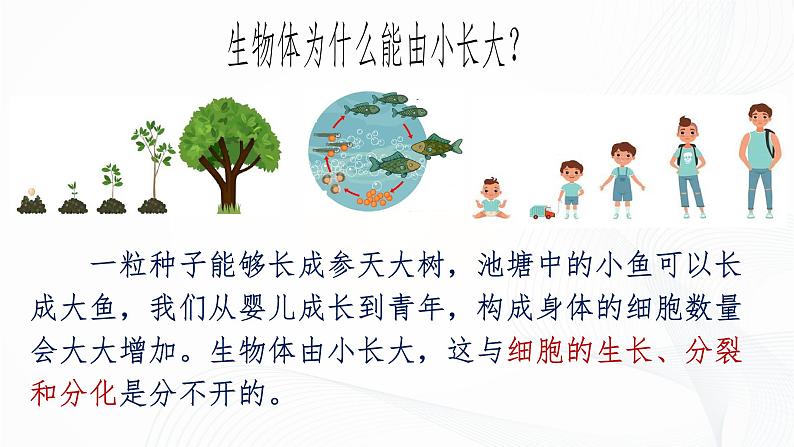 1.3.1 细胞通过分裂产生新细胞-初中生物七年级上册 同步教学课件+教学设计（人教版2024）07