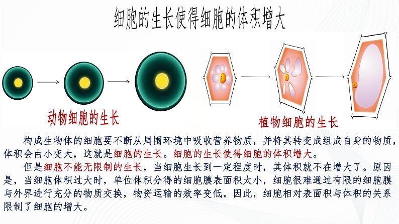 1.3.1 细胞通过分裂产生新细胞-初中生物七年级上册 同步教学课件（人教版2024）第8页