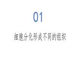 1.3.2 动物体的结构层次-初中生物七年级上册 同步教学课件+教学设计（人教版2024）