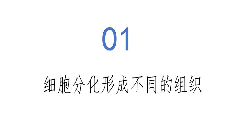 1.3.2 动物体的结构层次-初中生物七年级上册 同步教学课件+教学设计（人教版2024）05