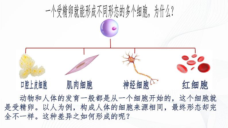 1.3.2 动物体的结构层次-初中生物七年级上册 同步教学课件+教学设计（人教版2024）06