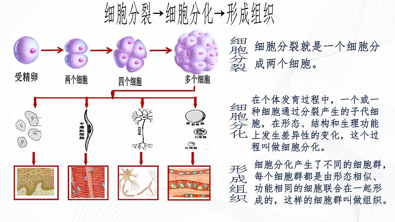1.3.2 动物体的结构层次-初中生物七年级上册 同步教学课件+教学设计（人教版2024）07