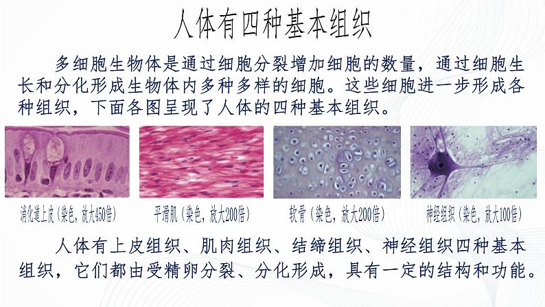 1.3.2 动物体的结构层次-初中生物七年级上册 同步教学课件+教学设计（人教版2024）08