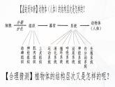 1.3.3 植物体的结构层次-初中生物七年级上册 同步教学课件+教学设计（人教版2024）