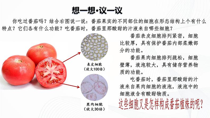 1.3.3 植物体的结构层次-初中生物七年级上册 同步教学课件（人教版2024）第5页