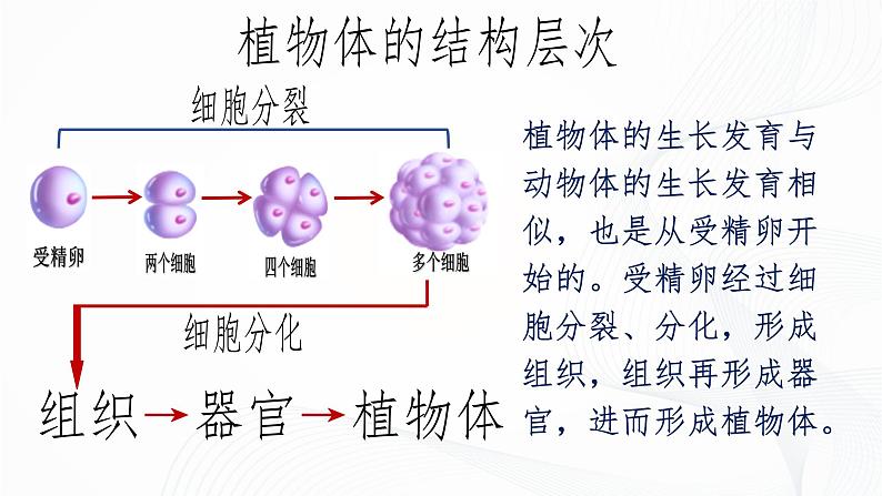 1.3.3 植物体的结构层次-初中生物七年级上册 同步教学课件（人教版2024）第7页