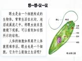 1.3.4 单细胞生物-初中生物七年级上册 同步教学课件+教学设计（人教版2024）