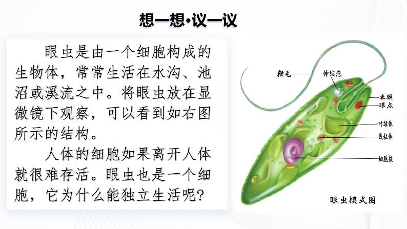 1.3.4 单细胞生物-初中生物七年级上册 同步教学课件+教学设计（人教版2024）03