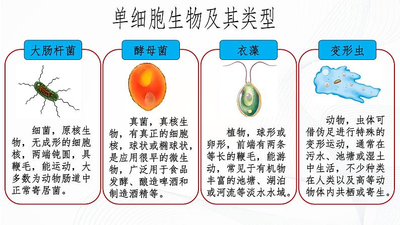 1.3.4 单细胞生物-初中生物七年级上册 同步教学课件+教学设计（人教版2024）06