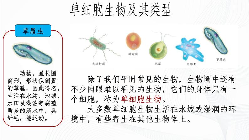 1.3.4 单细胞生物-初中生物七年级上册 同步教学课件+教学设计（人教版2024）07