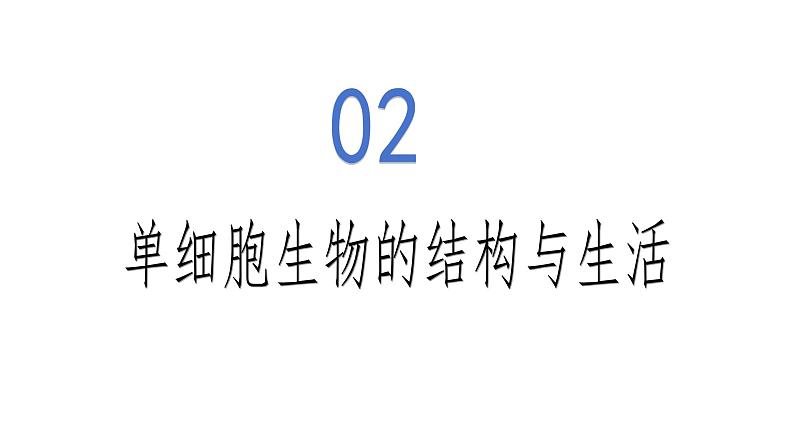 1.3.4 单细胞生物-初中生物七年级上册 同步教学课件+教学设计（人教版2024）08