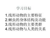 2024---2025学年度人教版八年级上册生物5.1.2线形动物和环节动物课件