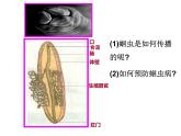 2024---2025学年度人教版八年级上册生物5.1.2线形动物和环节动物课件