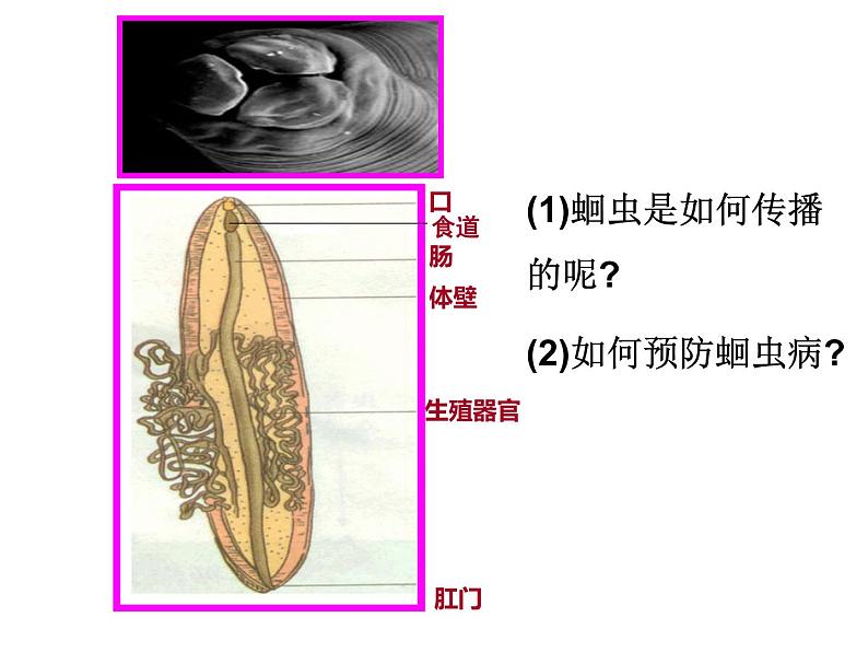 2024---2025学年度人教版八年级上册生物5.1.2线形动物和环节动物课件第5页