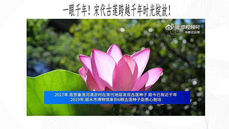 2.1.2 种子植物-初中生物七年级上册 同步教学课件（人教版2024）第3页