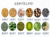 2.1.2 种子植物-初中生物七年级上册 同步教学课件+教学设计（人教版2024）