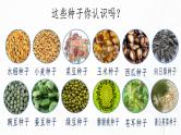2.1.2 种子植物-初中生物七年级上册 同步教学课件+教学设计（人教版2024）