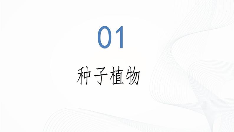 2.1.2 种子植物-初中生物七年级上册 同步教学课件（人教版2024）第6页