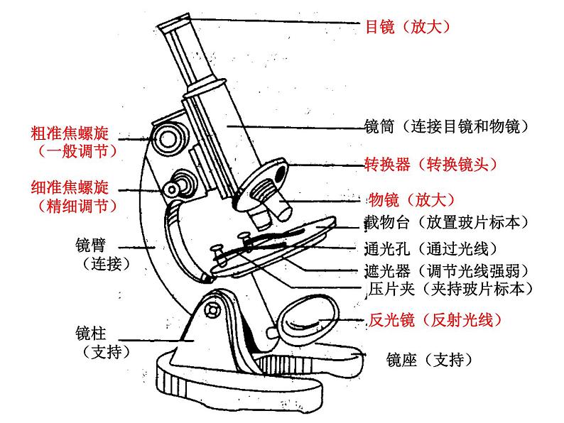 1.1.1  走进生物学实验室（第一课时）课件---2024-2025学年苏教版（2024版）七年级生物上册第8页