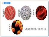 1.1.2动物细胞的结构与功能课件2024-2025学年苏教版（2024版）七年级生物上册