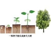 1.2.1  细胞的分裂和分化  课件---2024-2025学年苏教版（2024版）七年级生物上册