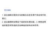 1.2.1  细胞的分裂和分化  课件---2024-2025学年苏教版（2024版）七年级生物上册