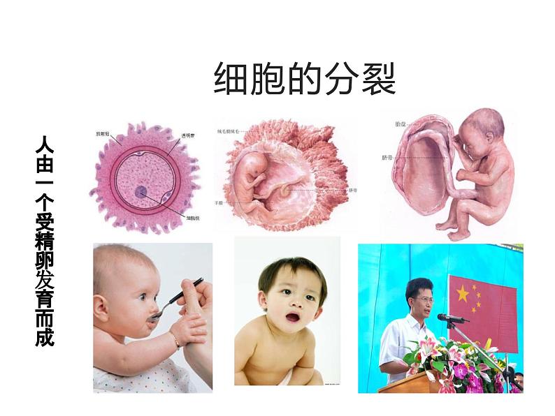 1.2.1  细胞的分裂和分化  课件---2024-2025学年苏教版（2024版）七年级生物上册第4页