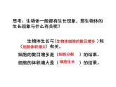1.2.1  细胞的分裂和分化  课件---2024-2025学年苏教版（2024版）七年级生物上册