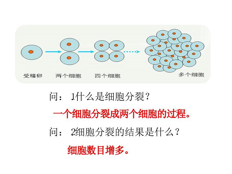 1.2.1  细胞的分裂和分化  课件---2024-2025学年苏教版（2024版）七年级生物上册第6页