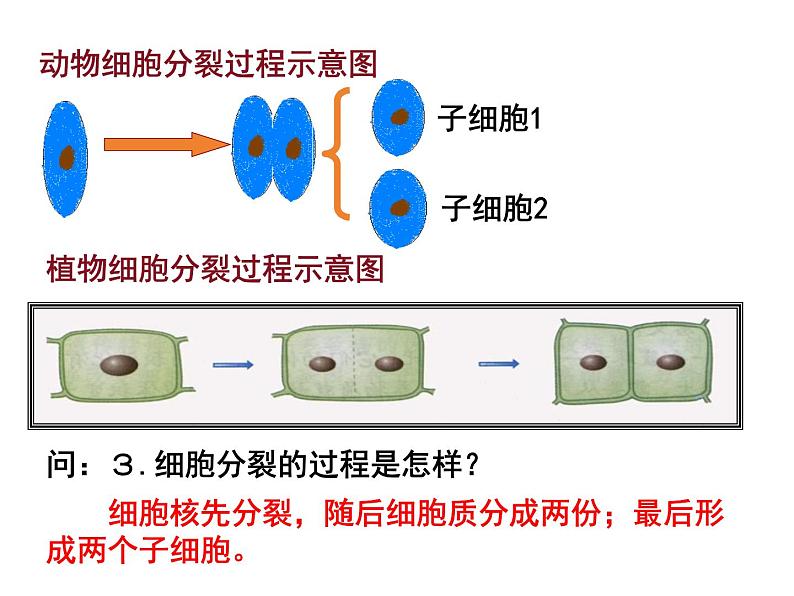 1.2.1  细胞的分裂和分化  课件---2024-2025学年苏教版（2024版）七年级生物上册第8页