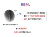 1.2.1细胞的分裂和分化第一课时课件---2024-2025学年苏教版（2024版）七年级生物上册